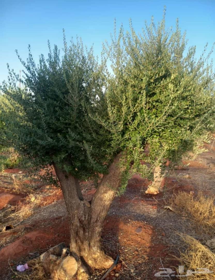 Ancient olive tree64498439116930112