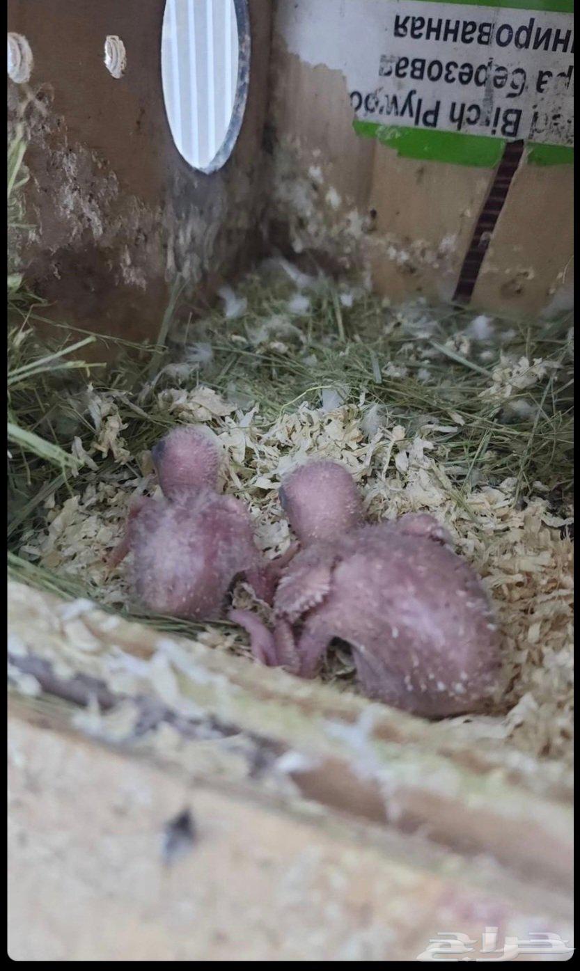 جوز روز للبيع64496296363649110