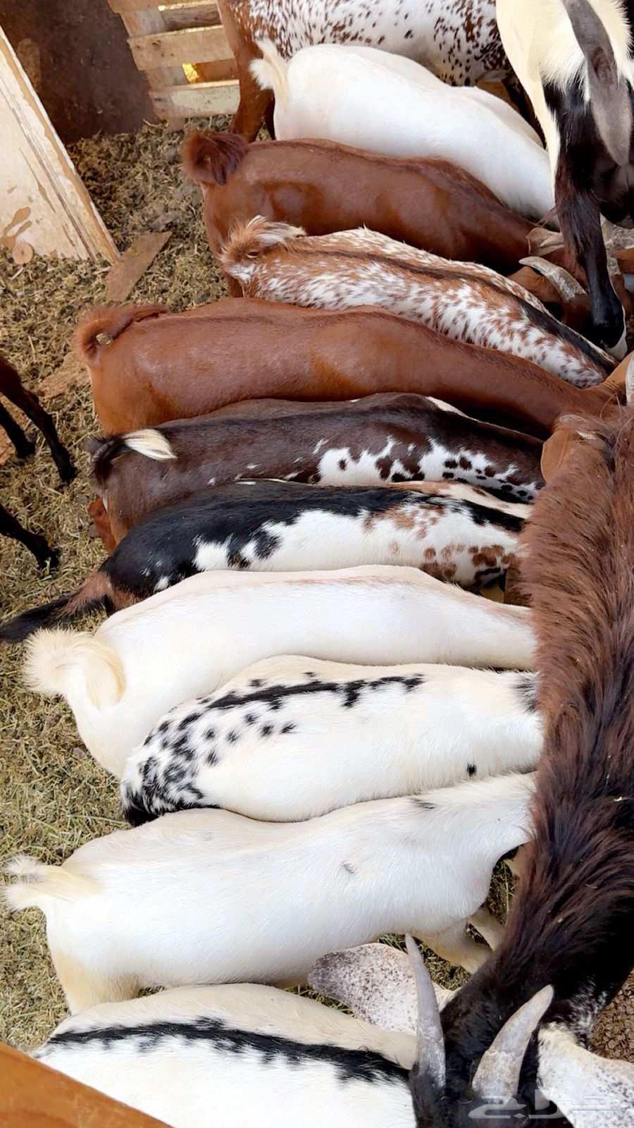 تيوس بلدي على الشرط64498522592515111