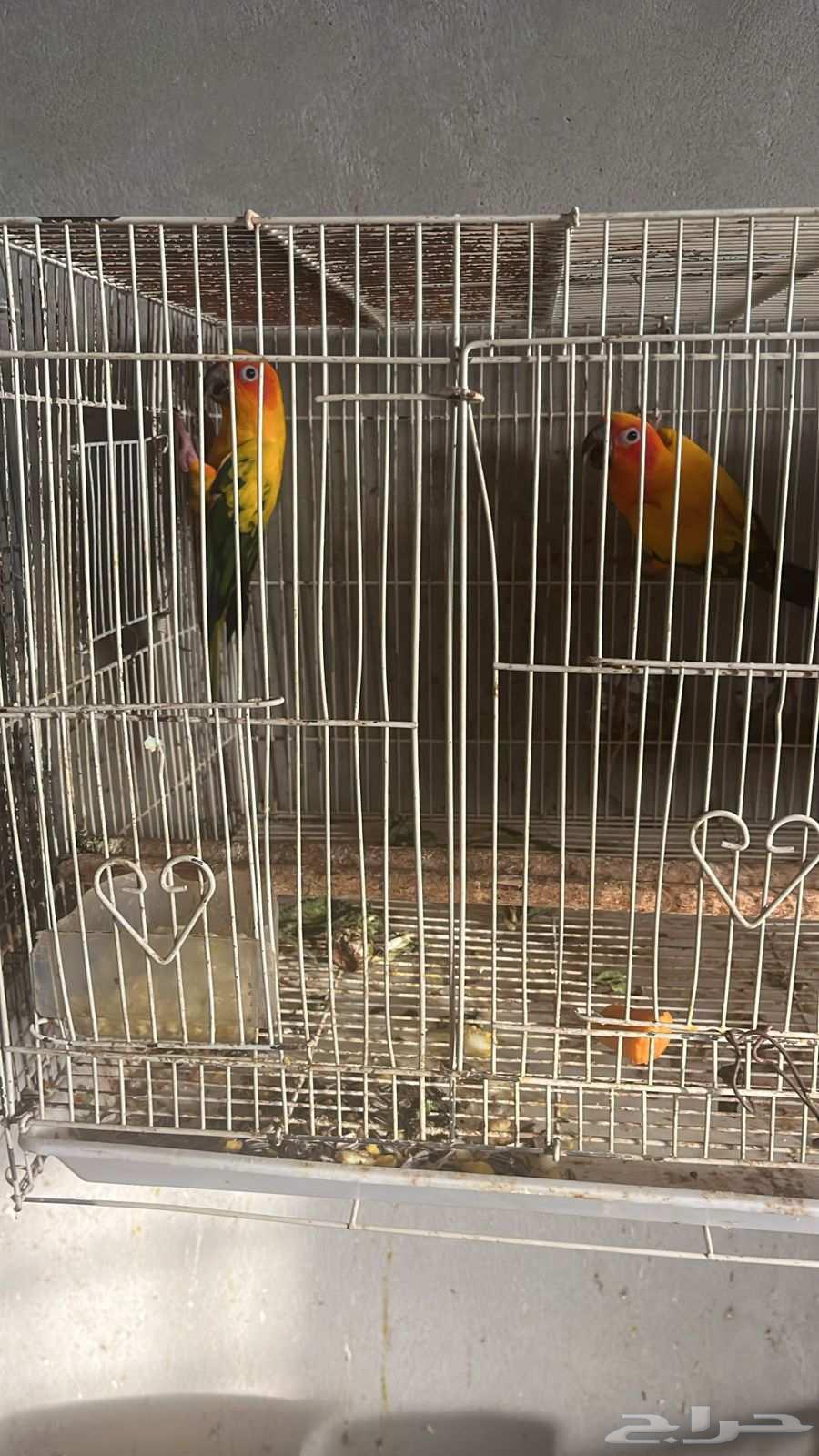 زوج صن كنيور64500381284482111