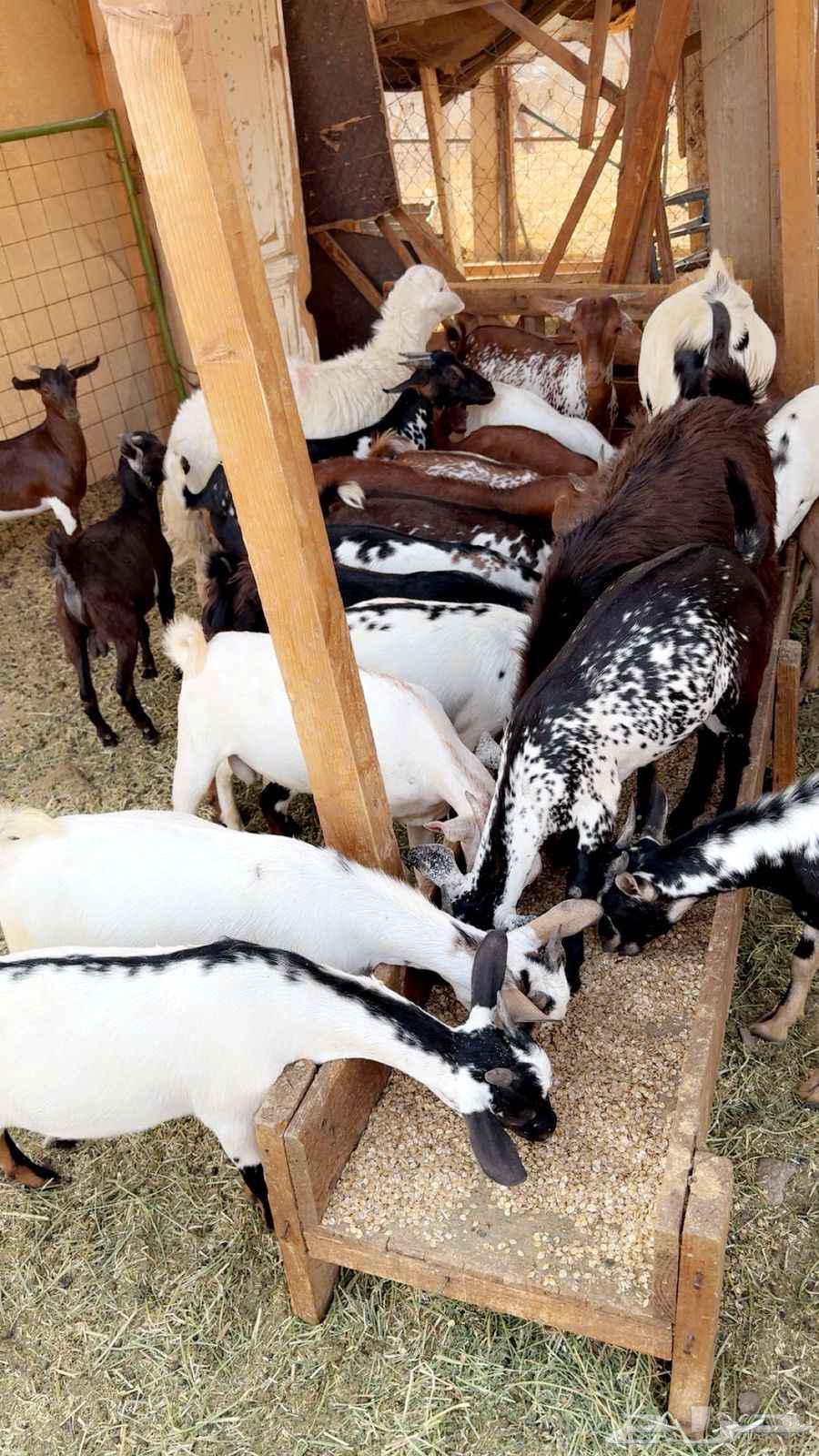 تيوس بلدي على الشرط64498522592515110