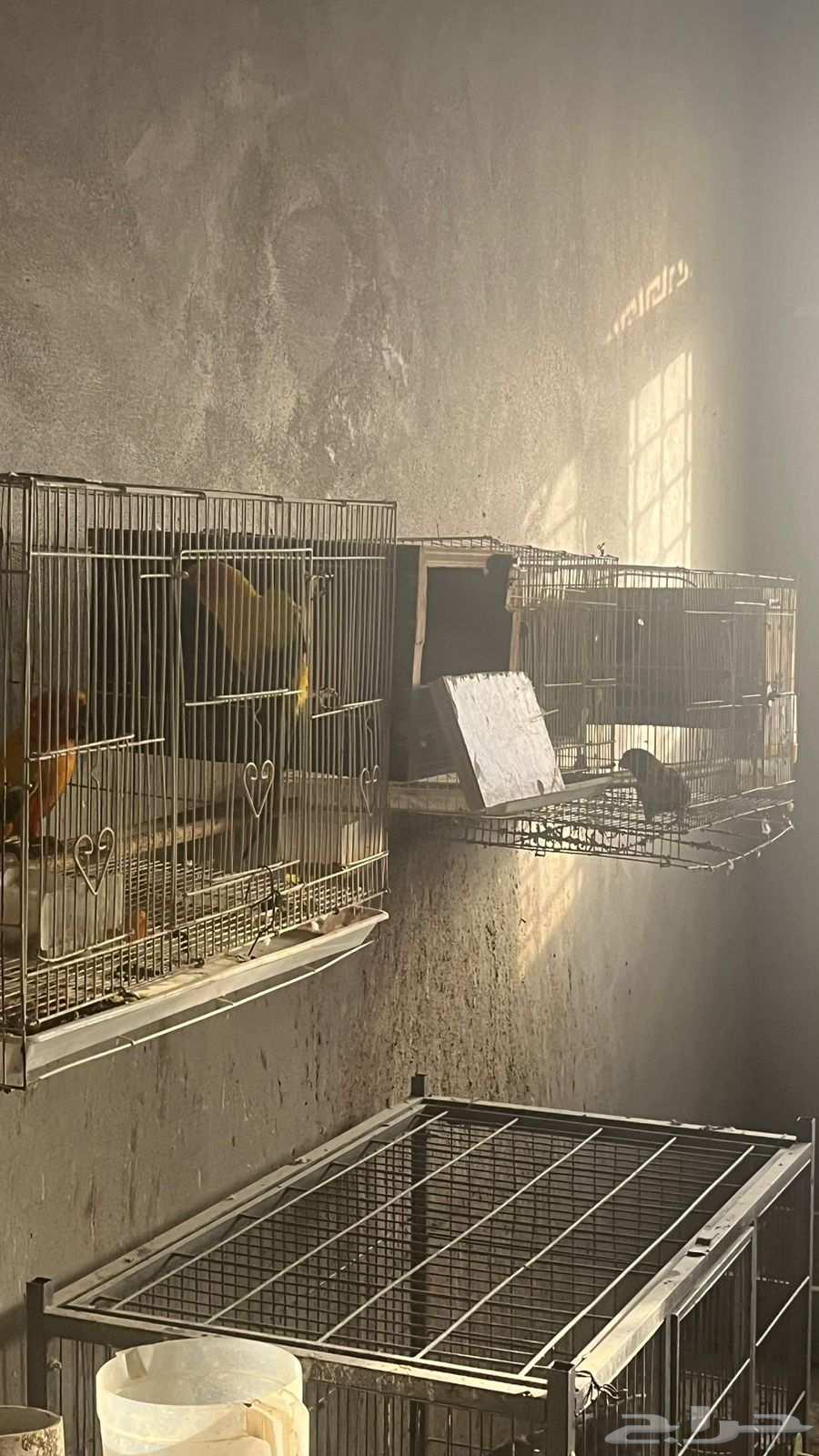 زوج صن كنيور64500381284482110