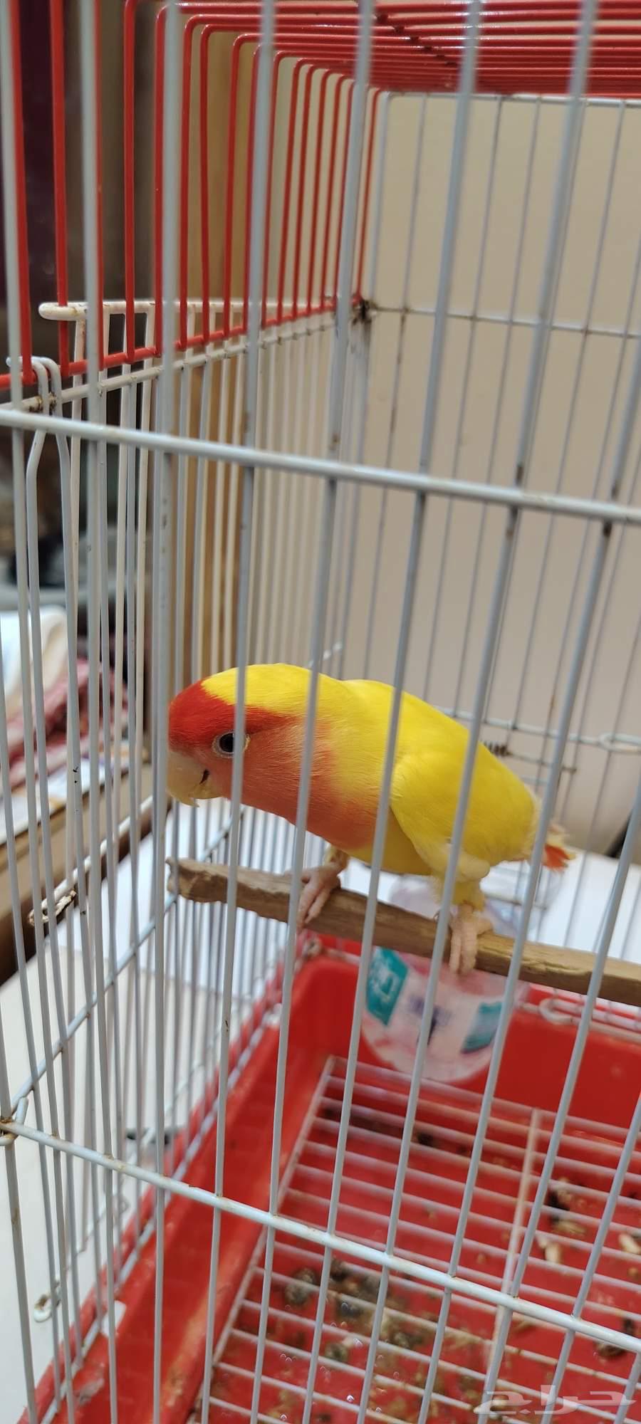 Day64497883113346110