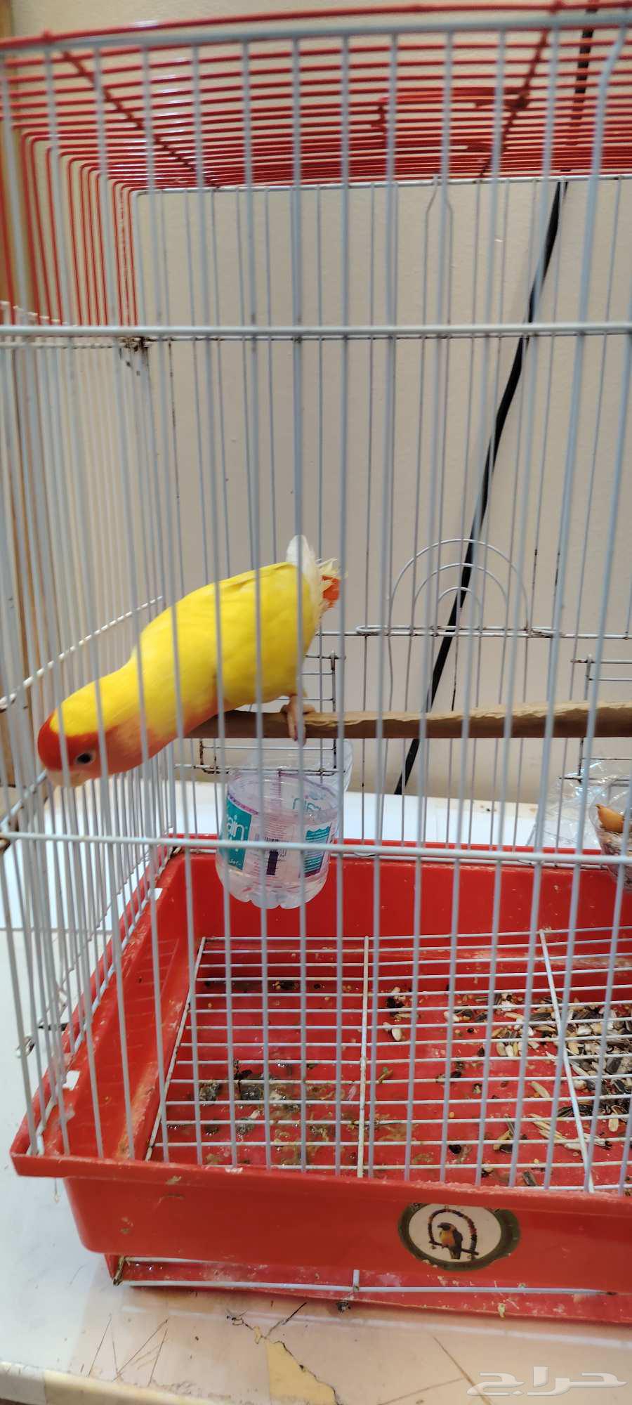 Day64497883113346114