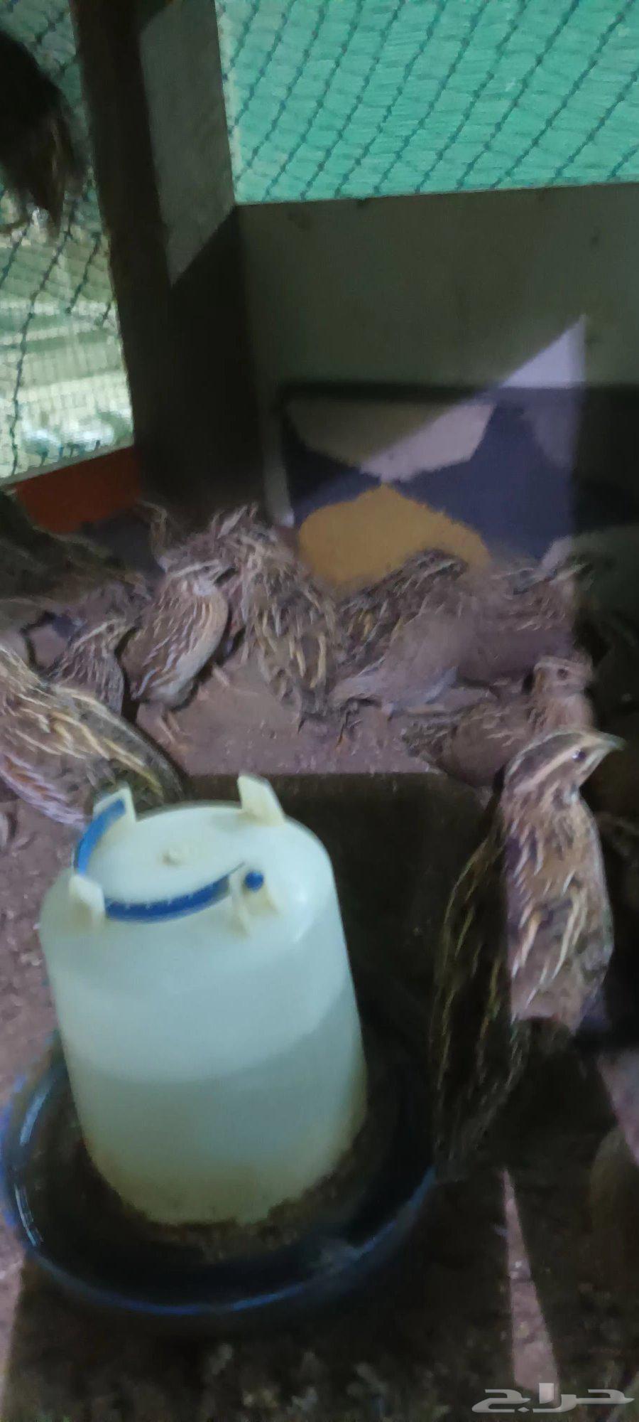 سمان بري للبيع64498284952193111