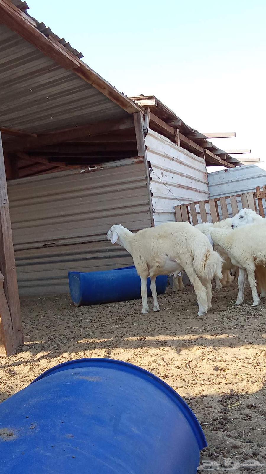 There are slaughtered animals for sale with slaughtering and delivery service to the location64495968898561111