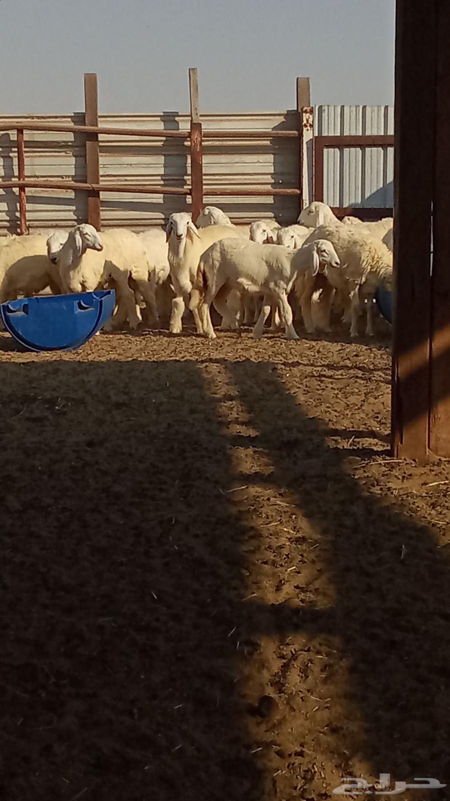 There are slaughtered animals for sale with slaughtering and delivery service to the location64495968898561114