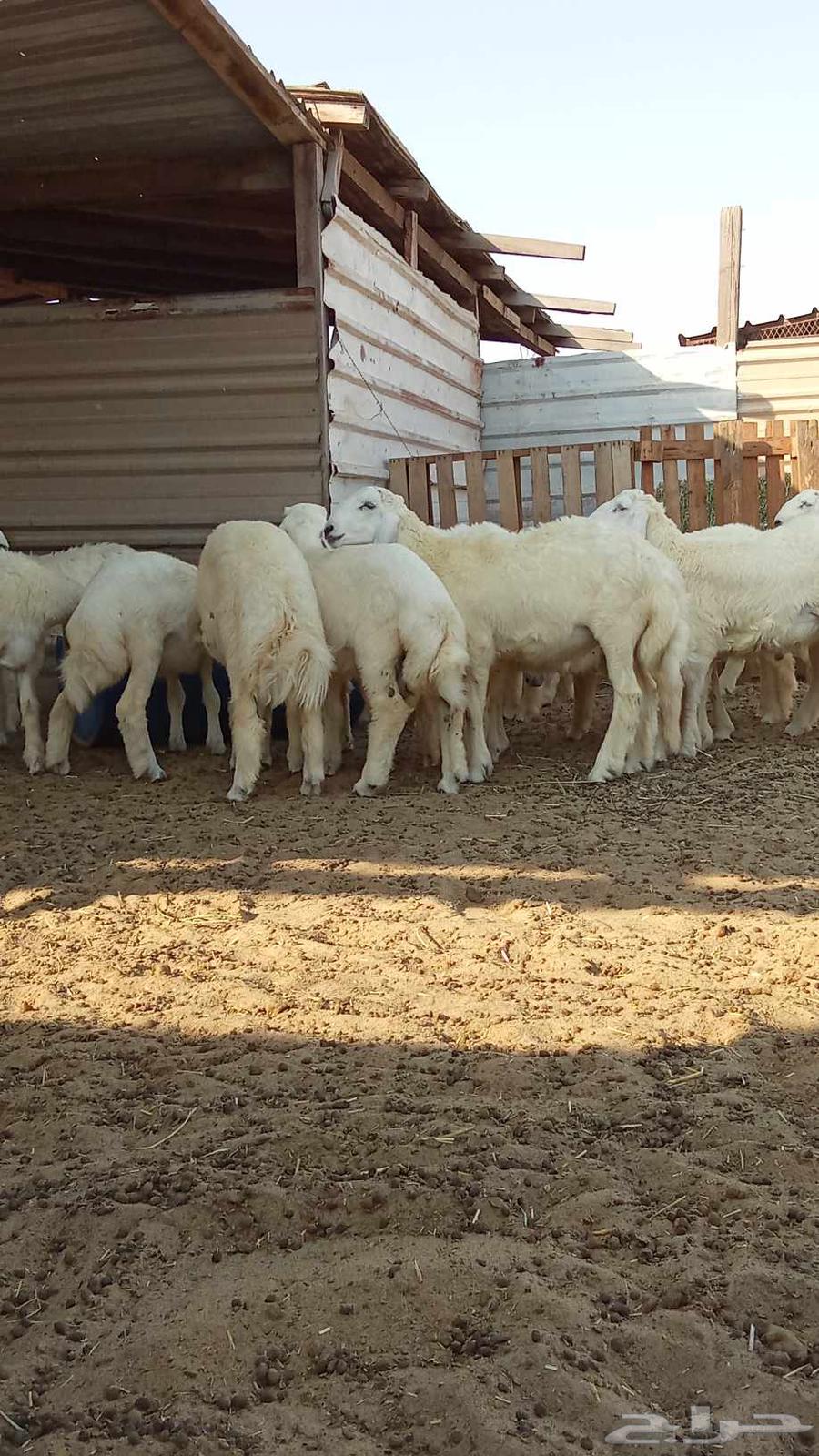 There are slaughtered animals for sale with slaughtering and delivery service to the location64495968898561113