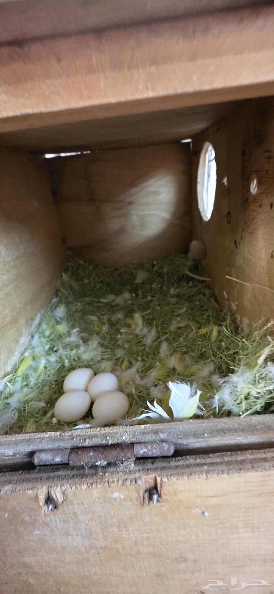 روز منتج للبيع64497593022465111