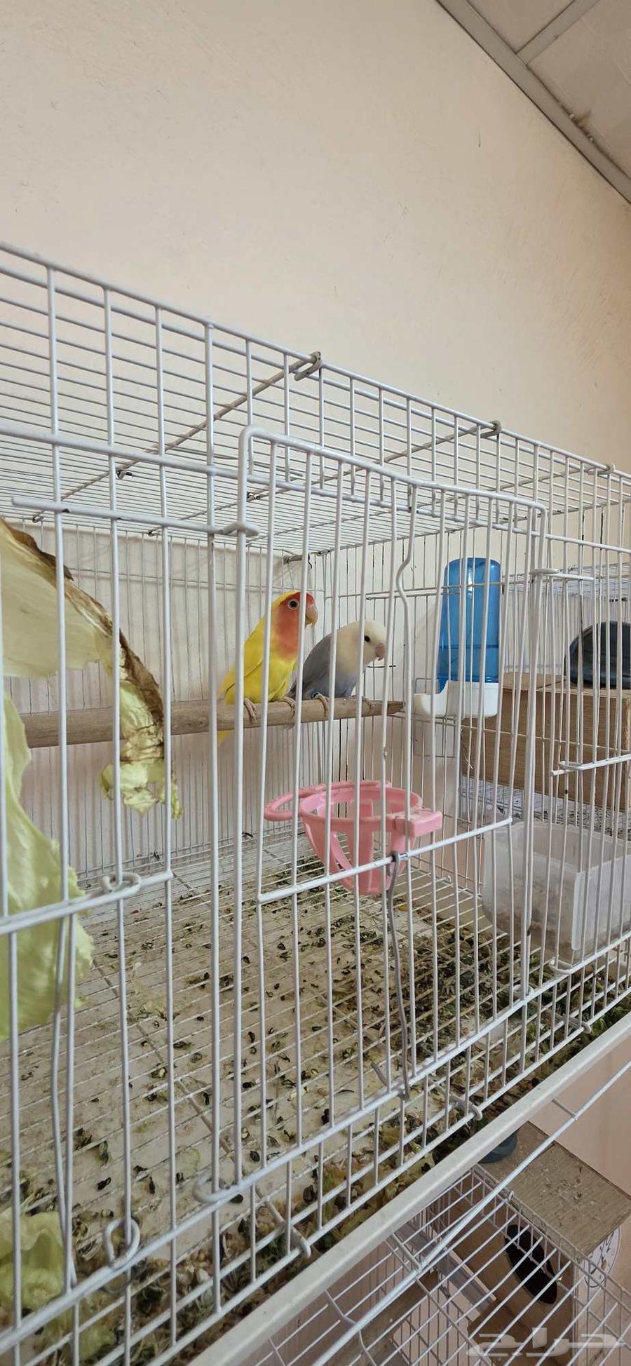 روز منتج للبيع64497593022465110