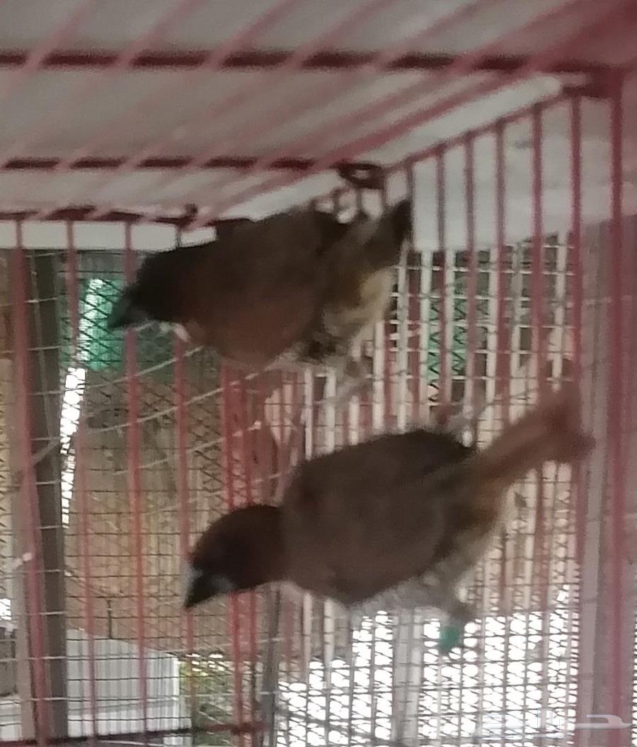 سبايس فينش فنش spice finch64422435102467112