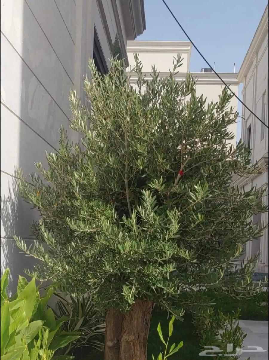 Ancient olive tree64498439116930113