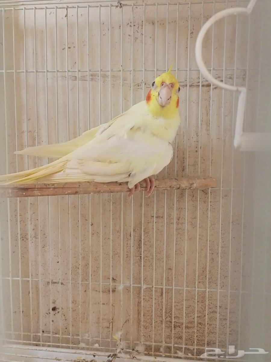 آنثي كروان اللاتينو64500825998850111