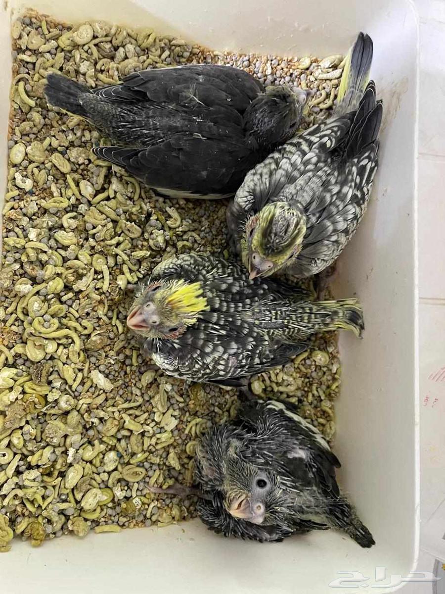 فروخ كروان ( تم البيع )64501857984129111