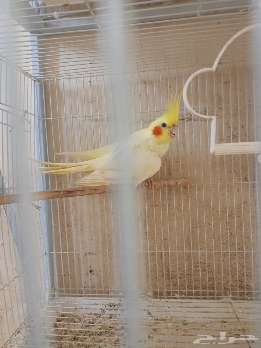 آنثي كروان اللاتينو64500825998850112