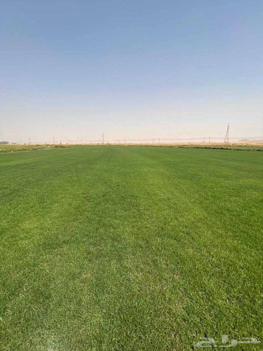 ثيل نجيله طبيعي خبره أكثر من عشرون عاما64501367939202113