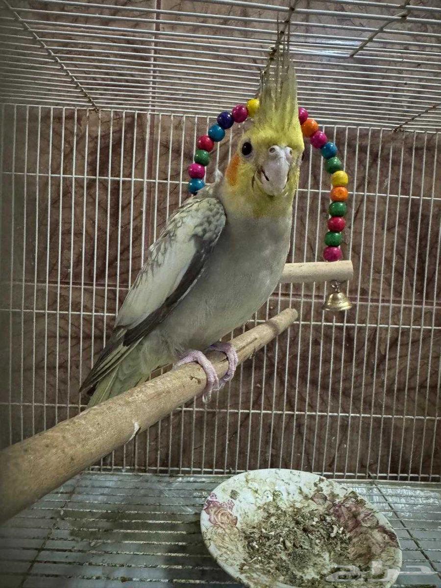 كروان زوج ب275 بدون ملحقات64501063362050110