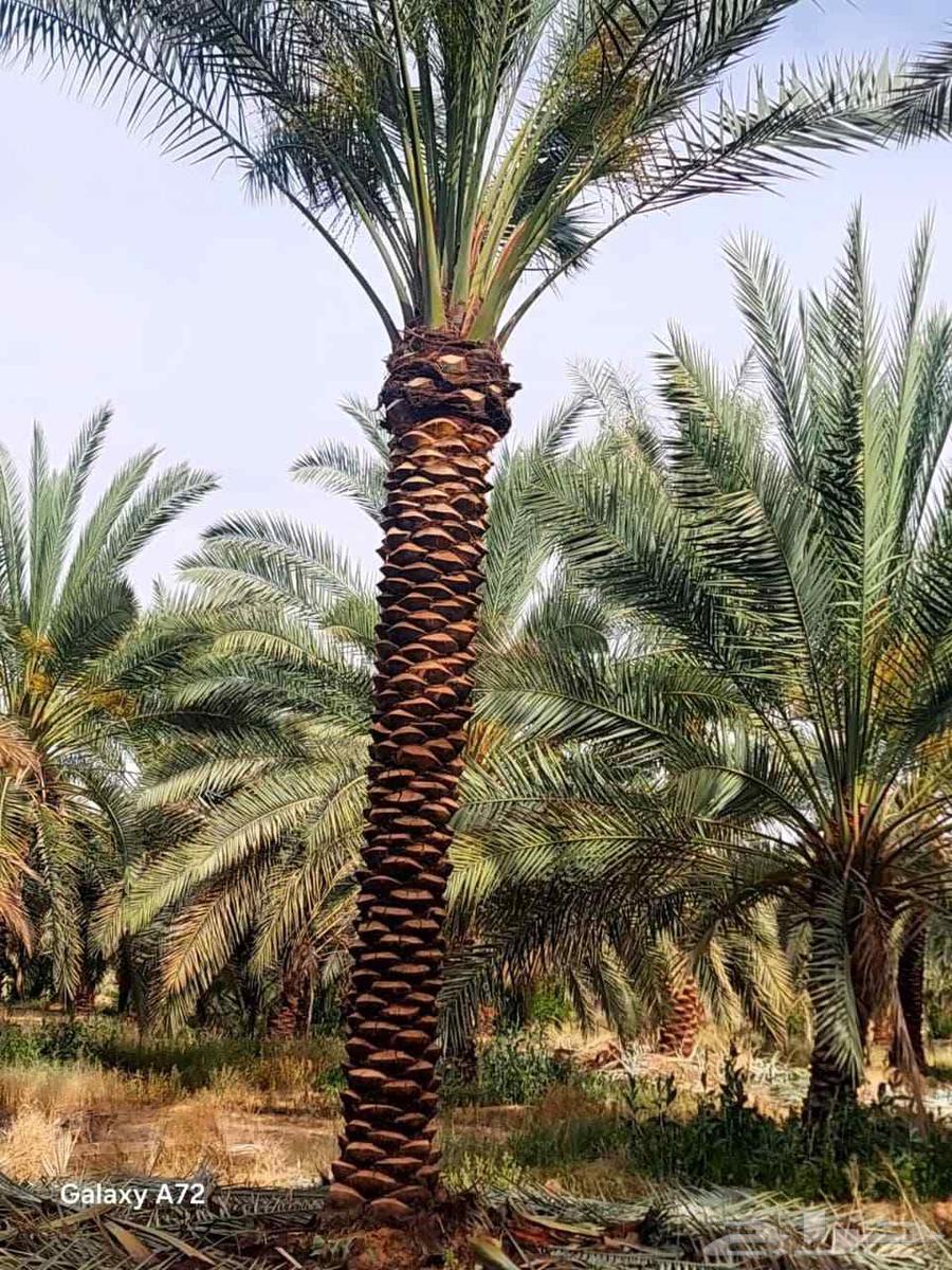 نخل واشنطن زينه ونخل عربي للبيع ع الطلب64497662107907111