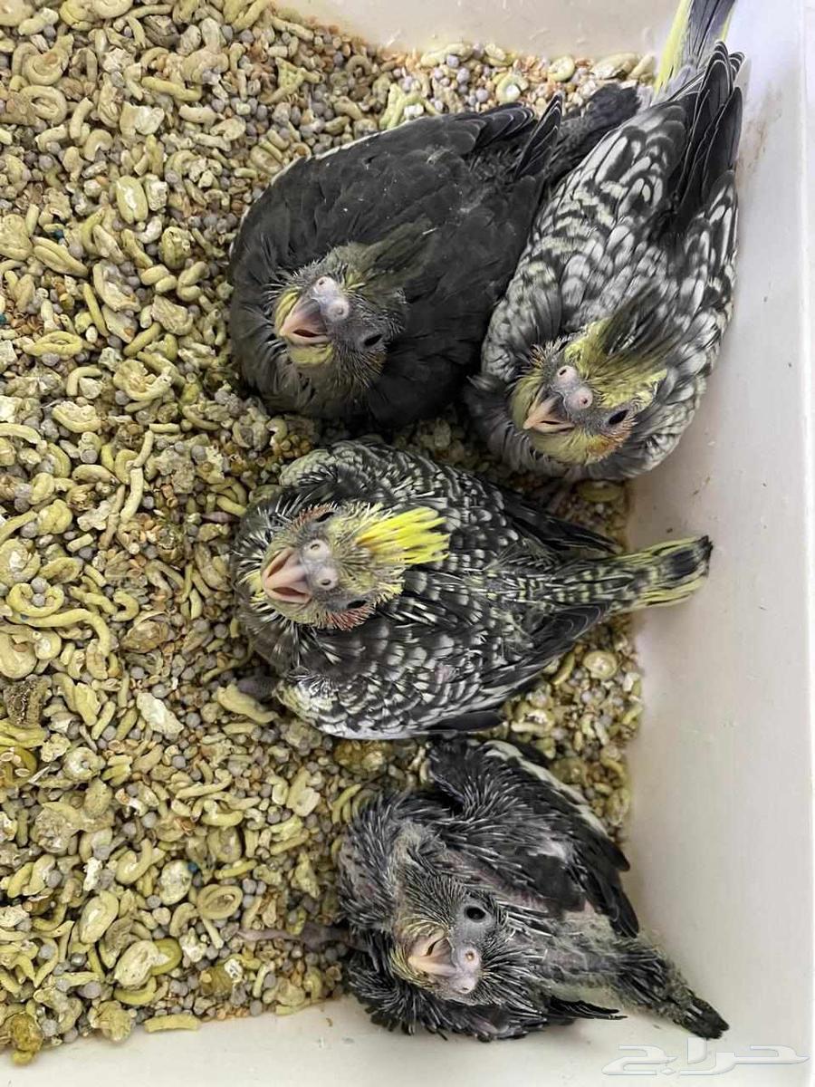 فروخ كروان ( تم البيع )64501857984129110