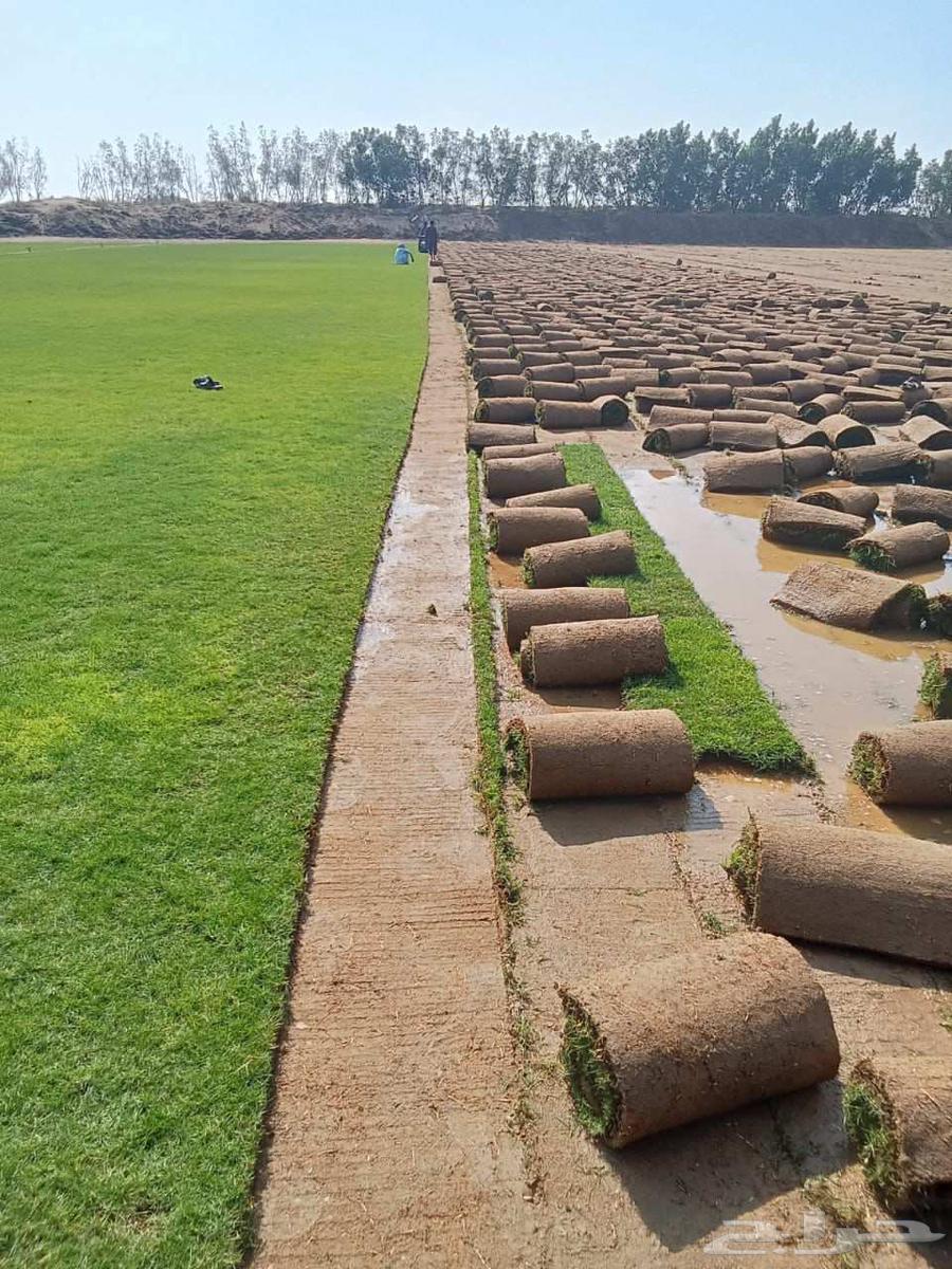 للتوصيل نجيله خضراء64499131898627111