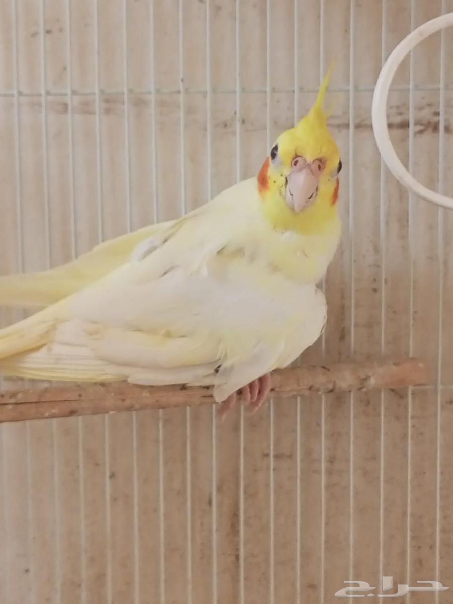 آنثي كروان اللاتينو64500825998850113