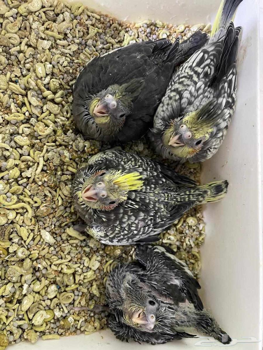 فروخ كروان ( تم البيع )64501857984129112