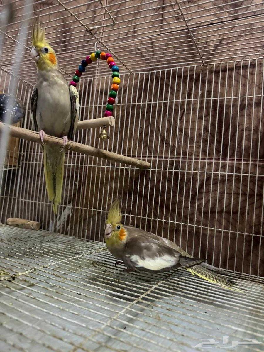 كروان زوج ب275 بدون ملحقات64501063362050111