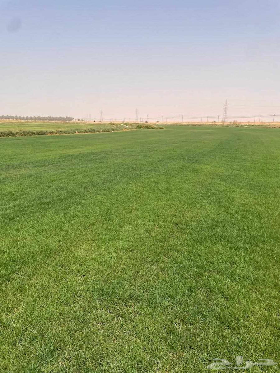 ثيل نجيله طبيعي خبره أكثر من عشرون عاما64501367939202112