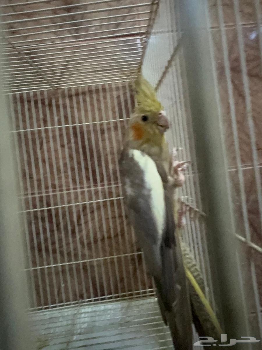 كروان زوج ب275 بدون ملحقات64501063362050112