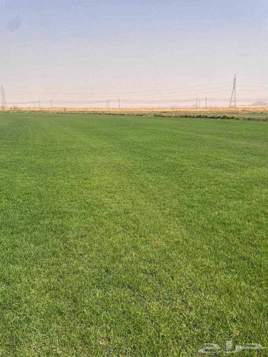 ثيل نجيله طبيعي خبره أكثر من عشرون عاما64501367939202114