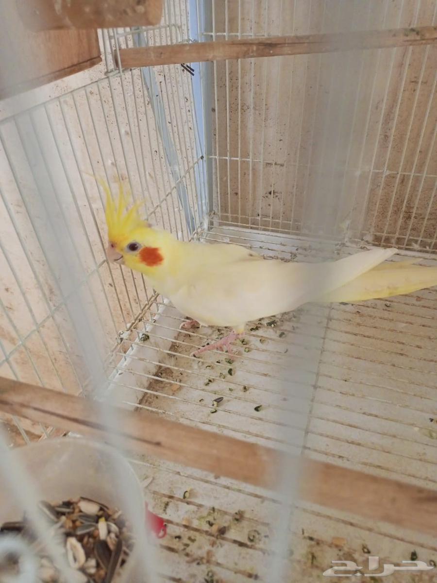 آنثي كروان اللاتينو64500825998850114