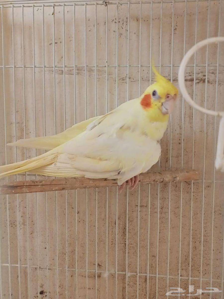 آنثي كروان اللاتينو64500825998850110