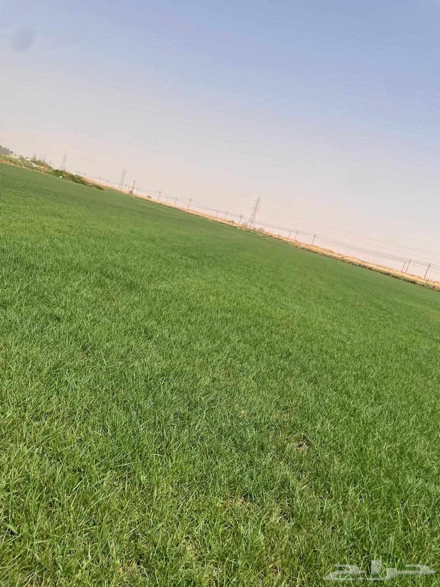 ثيل نجيله طبيعي خبره أكثر من عشرون عاما64501367939202110