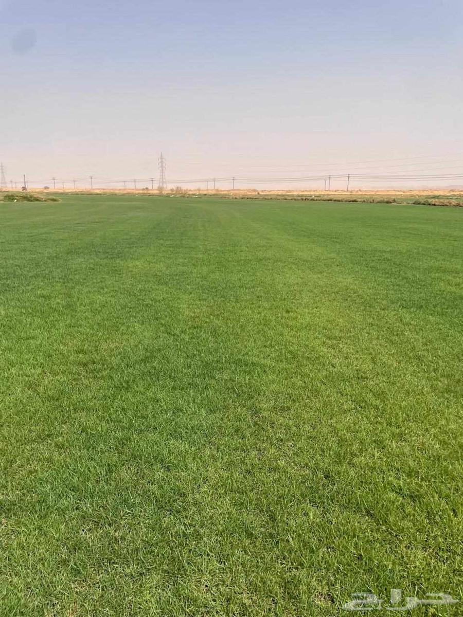 ثيل نجيله طبيعي خبره أكثر من عشرون عاما64501367939202111