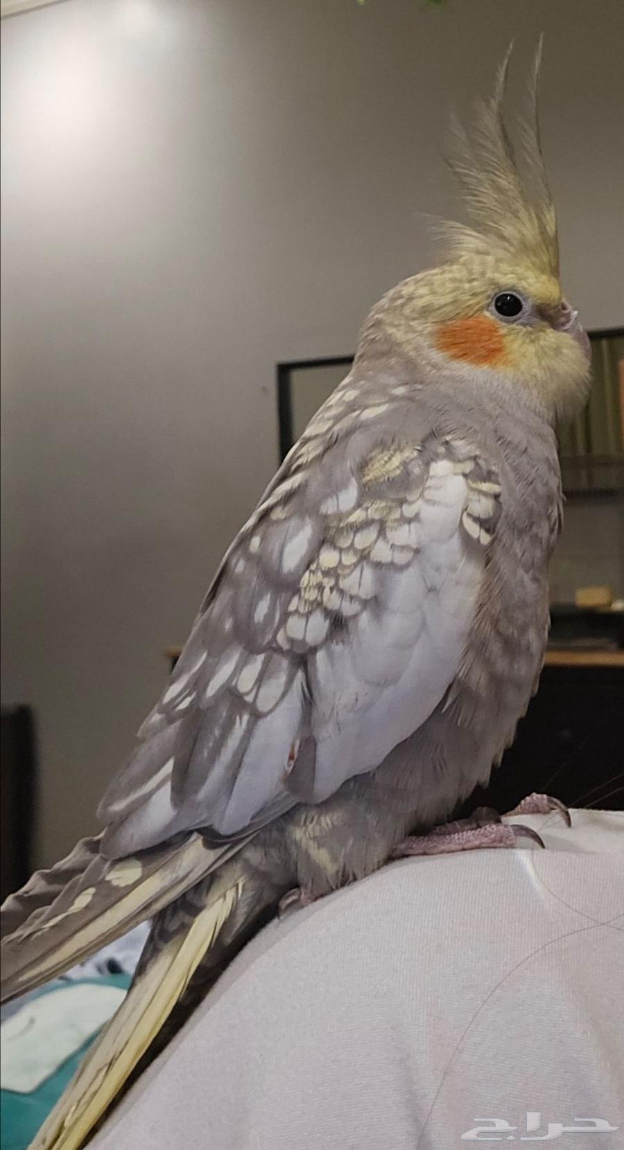 Kroan Bird64498687689218110