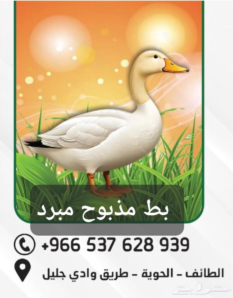 بط بكيني مذبوح وحي64497289990146111