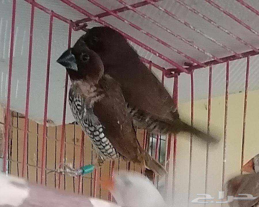 سبايس فينش فنش spice finch64422435102467111