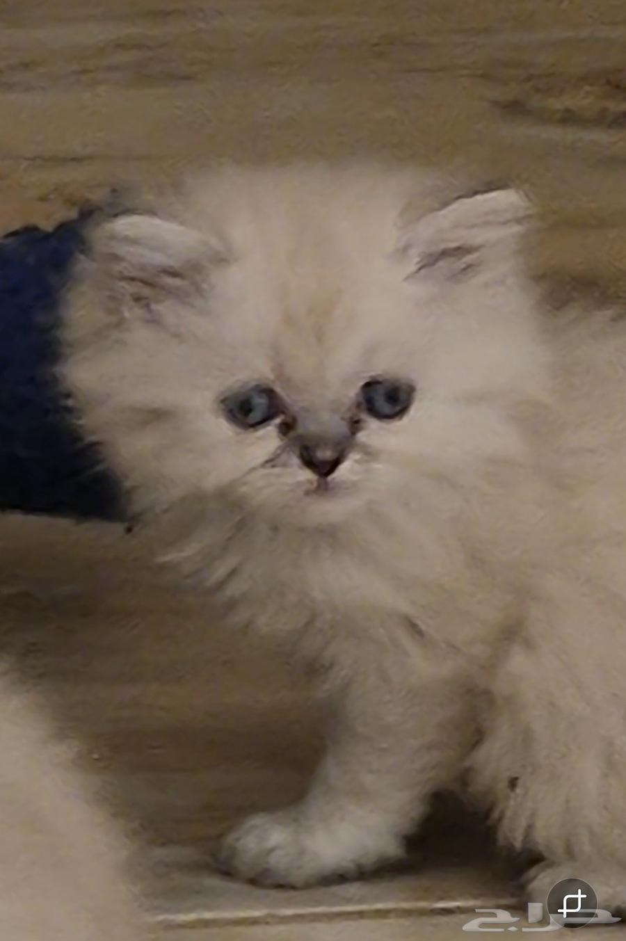 قطط هملايا للبيع العمر شهرين64507682105601113