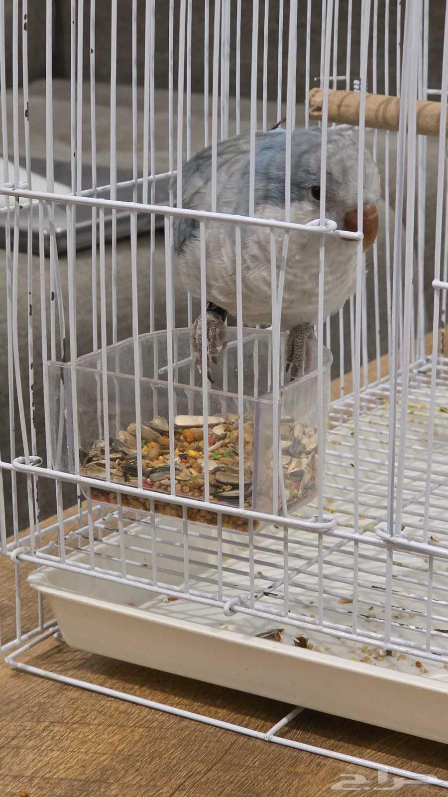 Quaker parrot, blue color, for sale, not tamed, age approximately close to one year64503760617475110