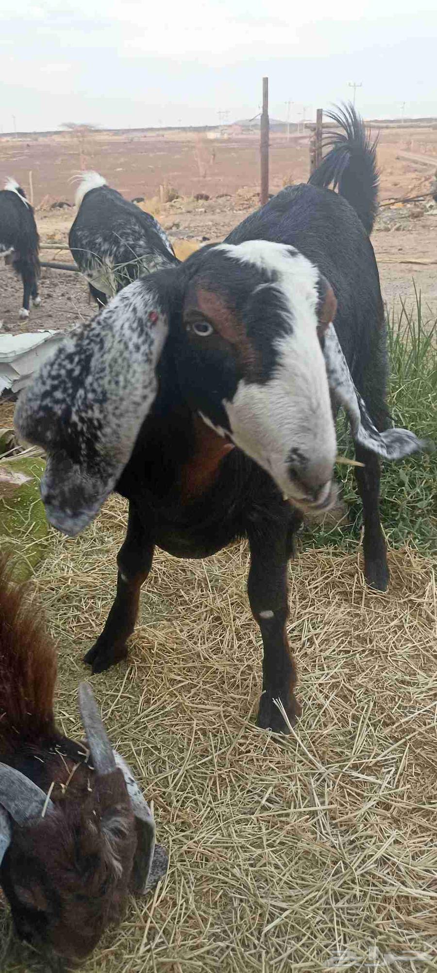 جفرة مصريه بدون قرون للبيع العمر 7 شهور الصحه شرط64505039123329110