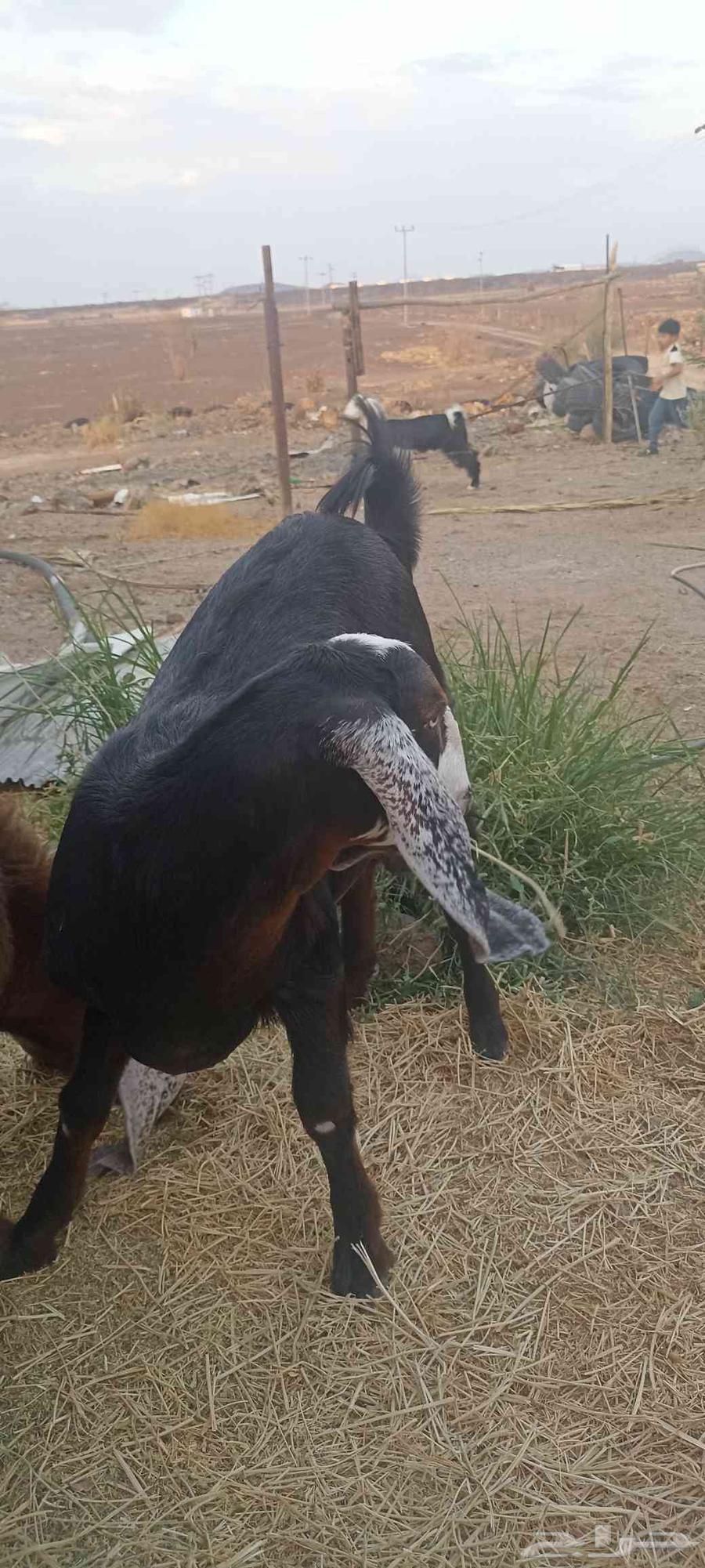 جفرة مصريه بدون قرون للبيع العمر 7 شهور الصحه شرط64505039123329111