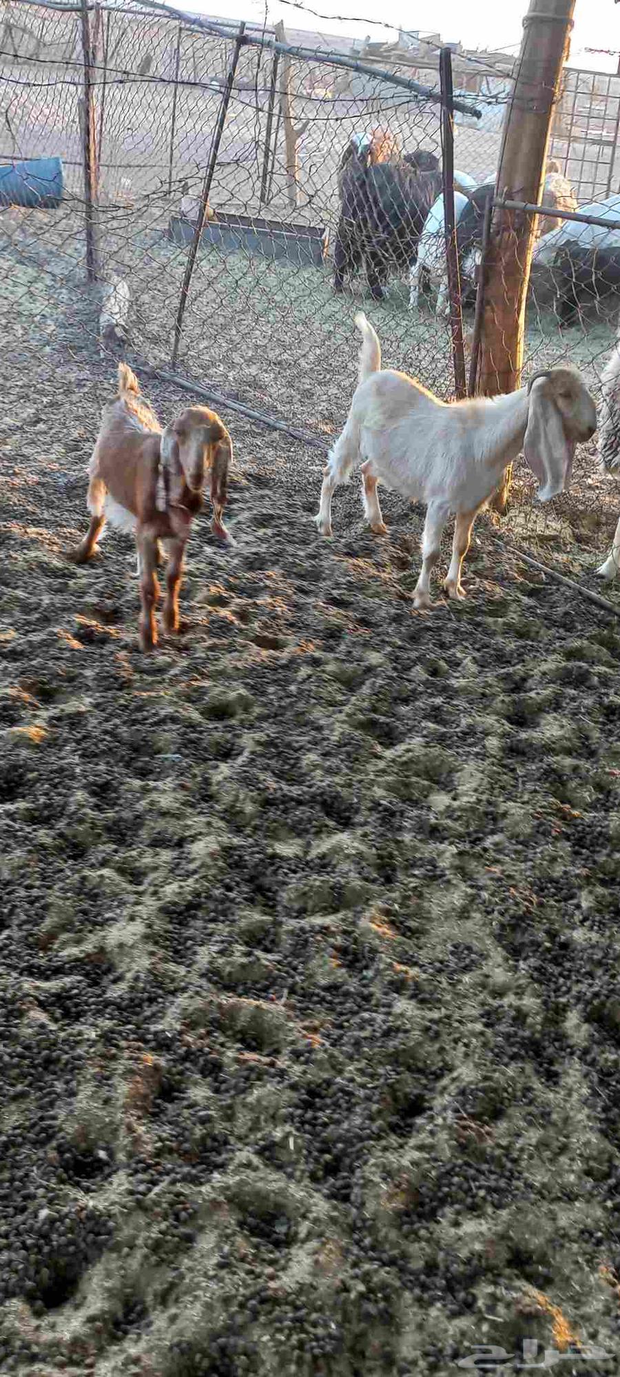 تيوس وجفرات للبيع منادي64508270961537112