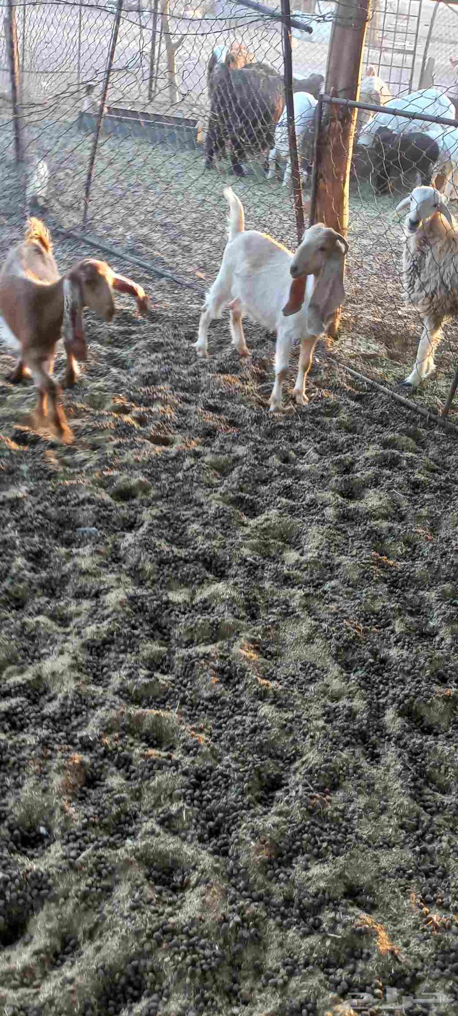 تيوس وجفرات للبيع منادي64508270961537113