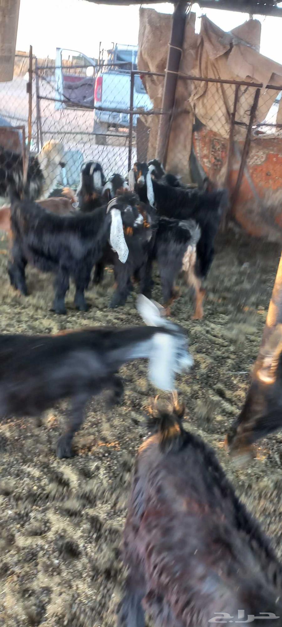 تيوس وجفرات للبيع منادي64508270961537110