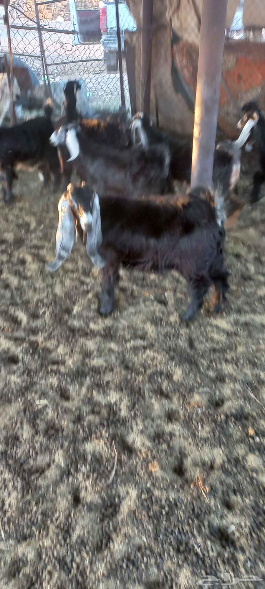 تيوس وجفرات للبيع منادي64508270961537111