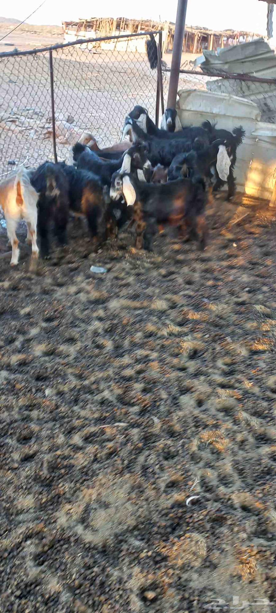 تيوس وجفرات للبيع منادي64508270961537114