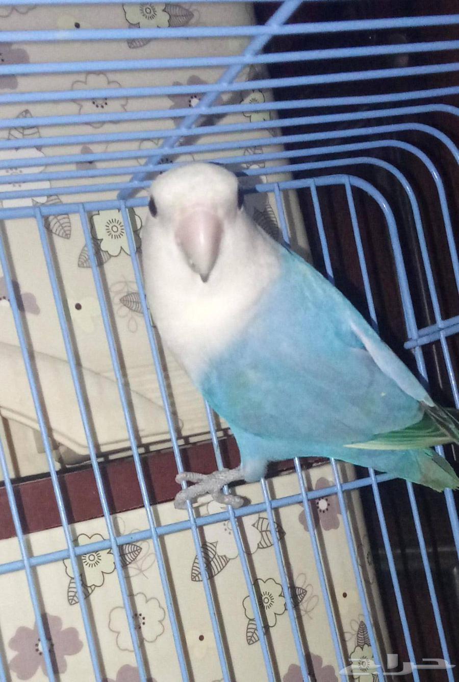 Rooster of the day product64506249522819110