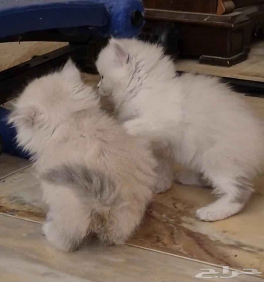 قطط هملايا للبيع العمر شهرين64507682105601114