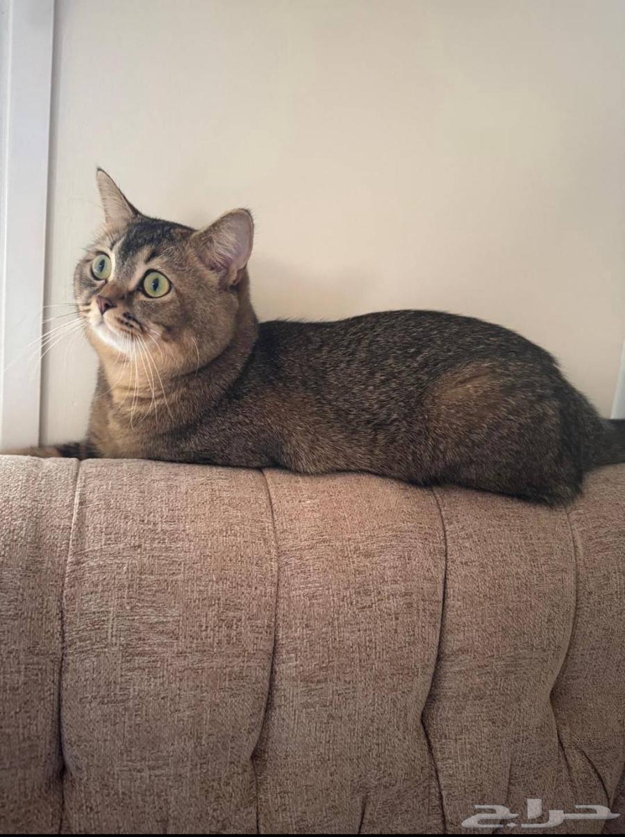 Scottish Fold Cat64507053912834112