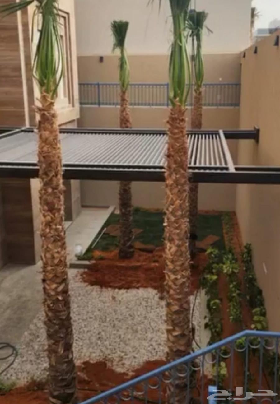 يوجد لدينا نخل واشنطني زينه امريكي بكل المقاسات وبسعار مناسب64504709202690110